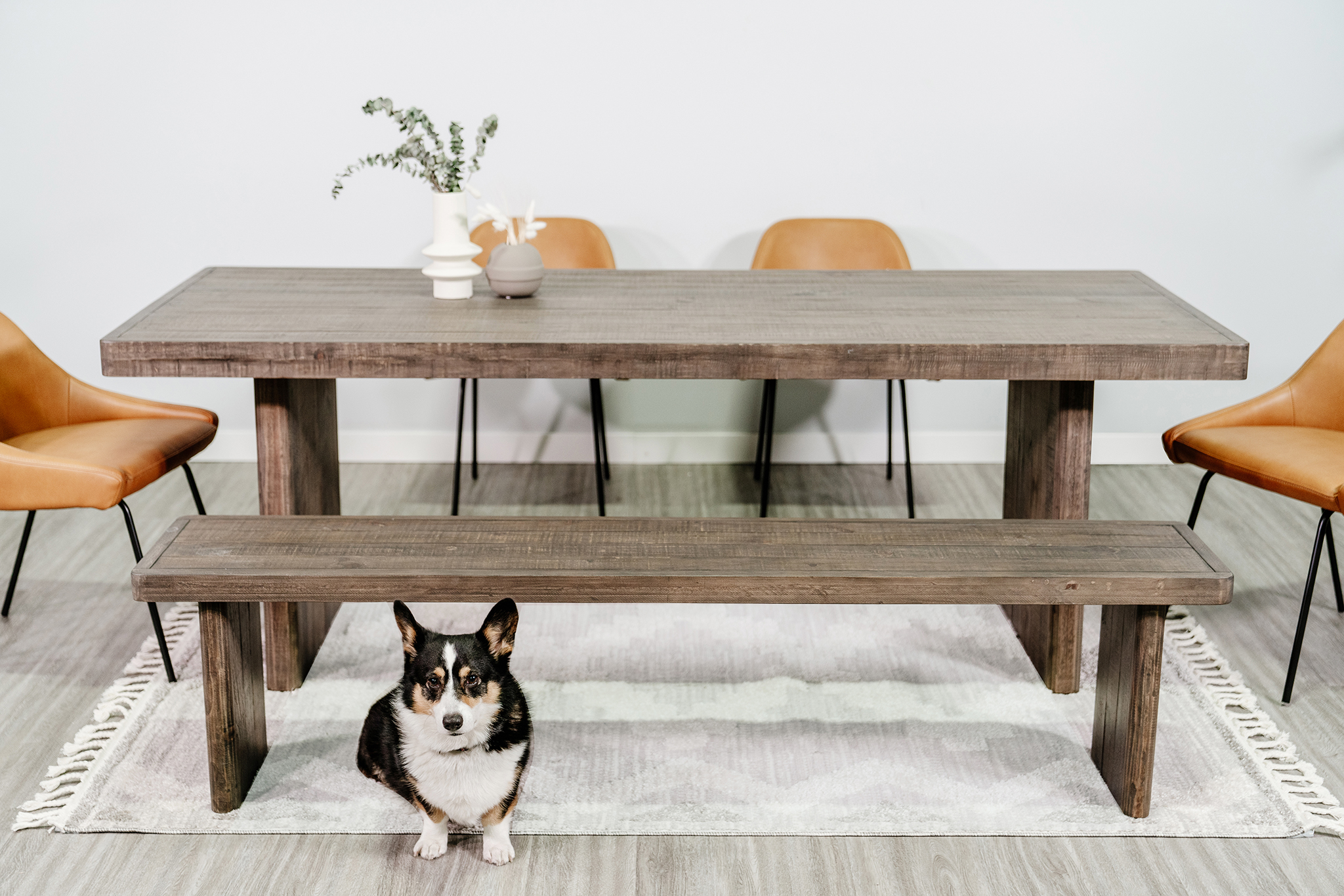 Monterey Table and Bench x Blaze Chairs x Bunker corgi in a modern dining room
