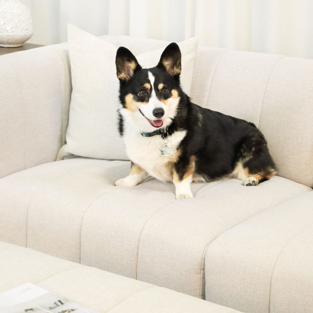 A corgi on a cream Sectional Couch